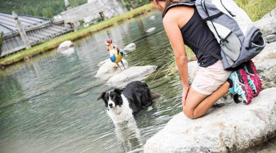Hund im See in Sulden am Ortler
