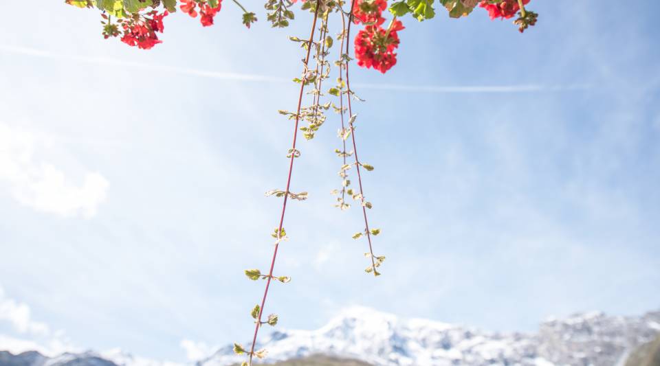 Blumendekoration vor Bergpanorama in Sulden am Ortler